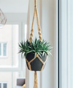 Hanging Plant